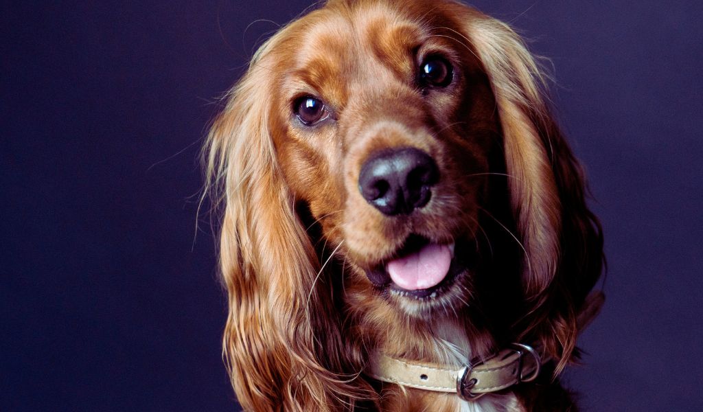 cocker spaniel socialisation