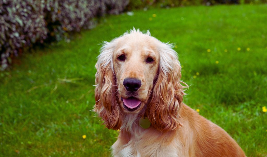 training cocker spaniels as therapy dogs