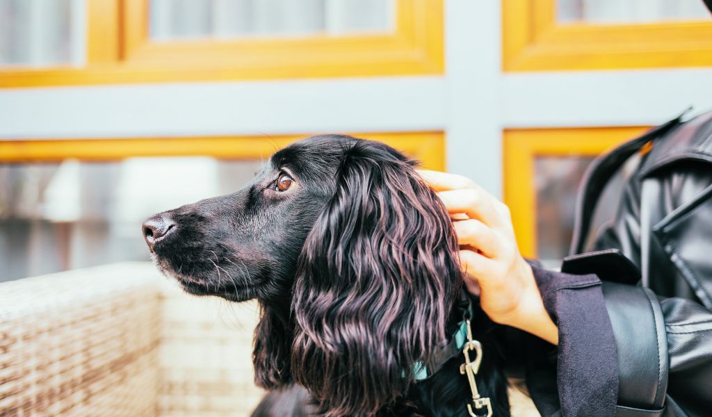 cocker spaniels like to be stroked behind the ears