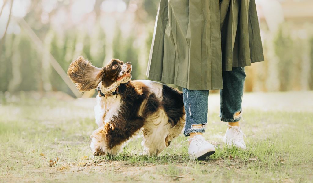 cocker spaniels like to follow their owners