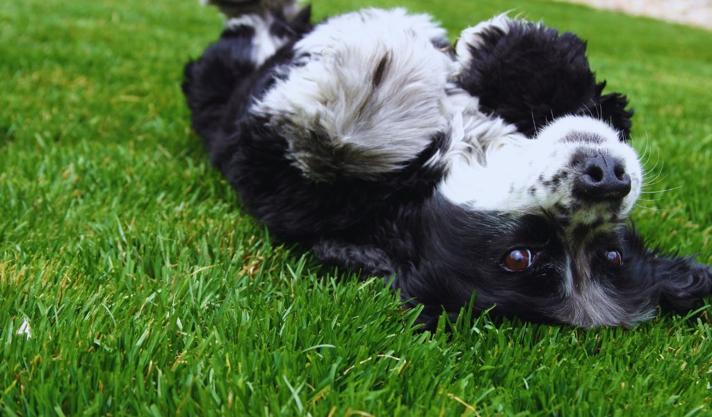 do cocker spaniels snore a lot