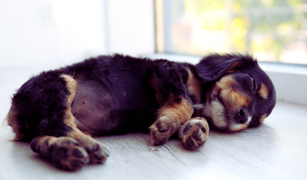 Do Cocker spaniels snore?