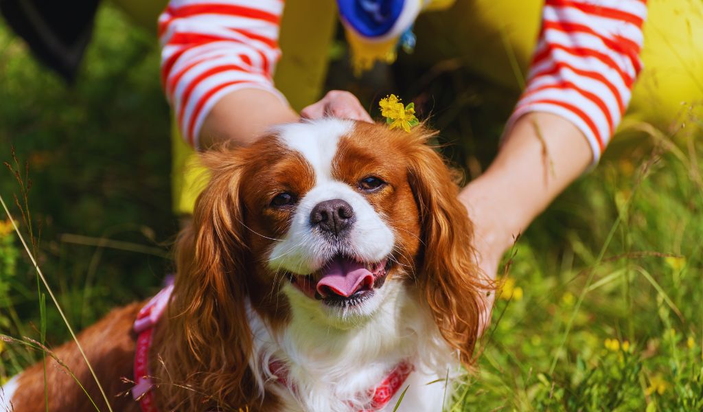 king charles spaniels territorial