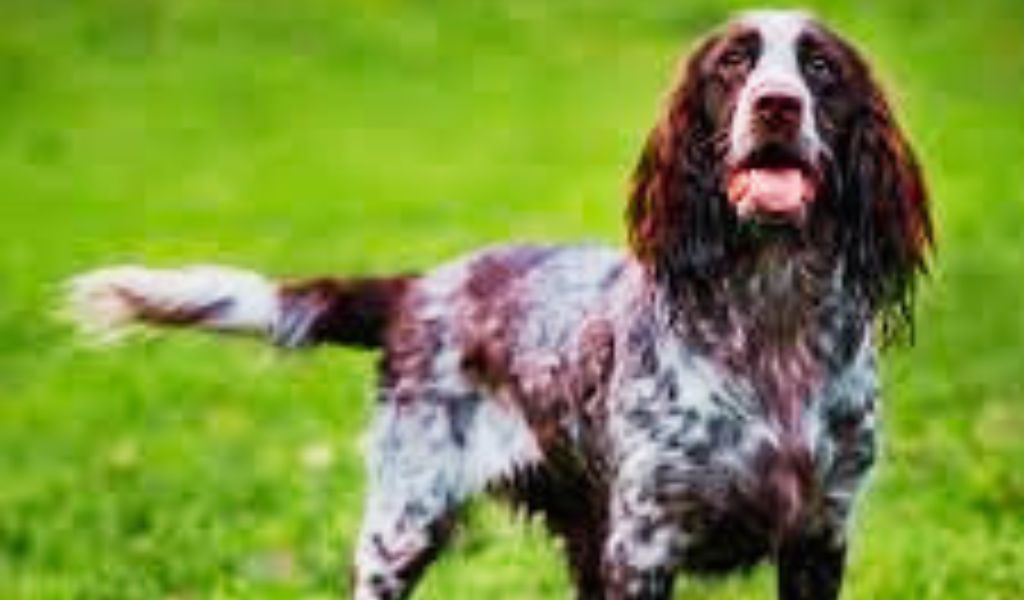 The Polish Hunting Spaniel: A Versatile Companion