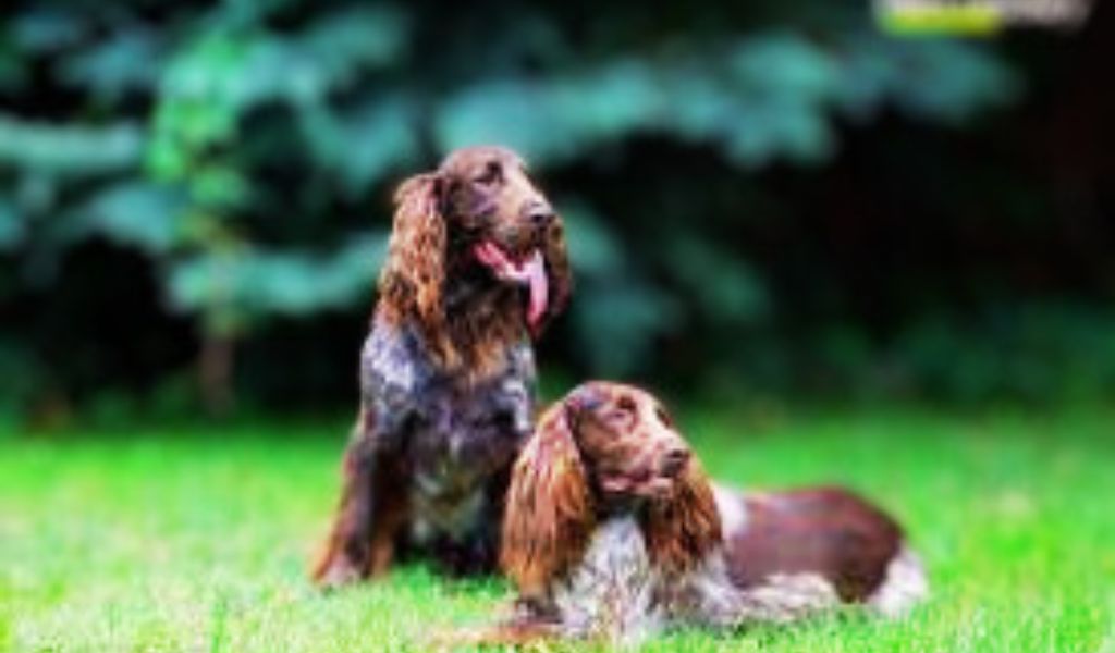 polish hunting spaniels (1)