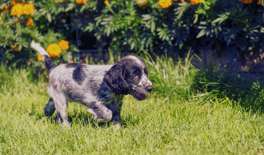 training a cocker spaniel puppies