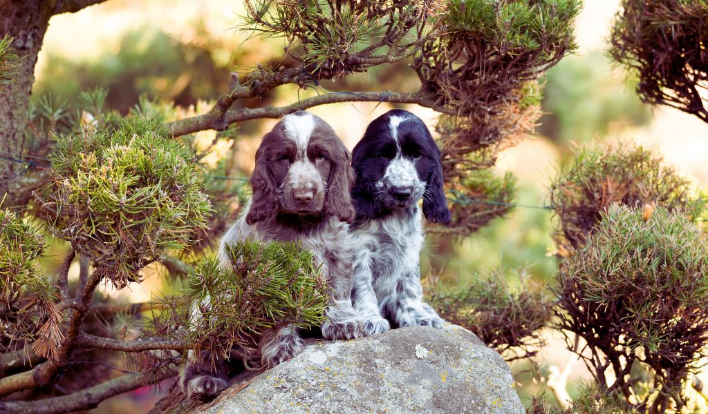 training cocker spaniel puppies