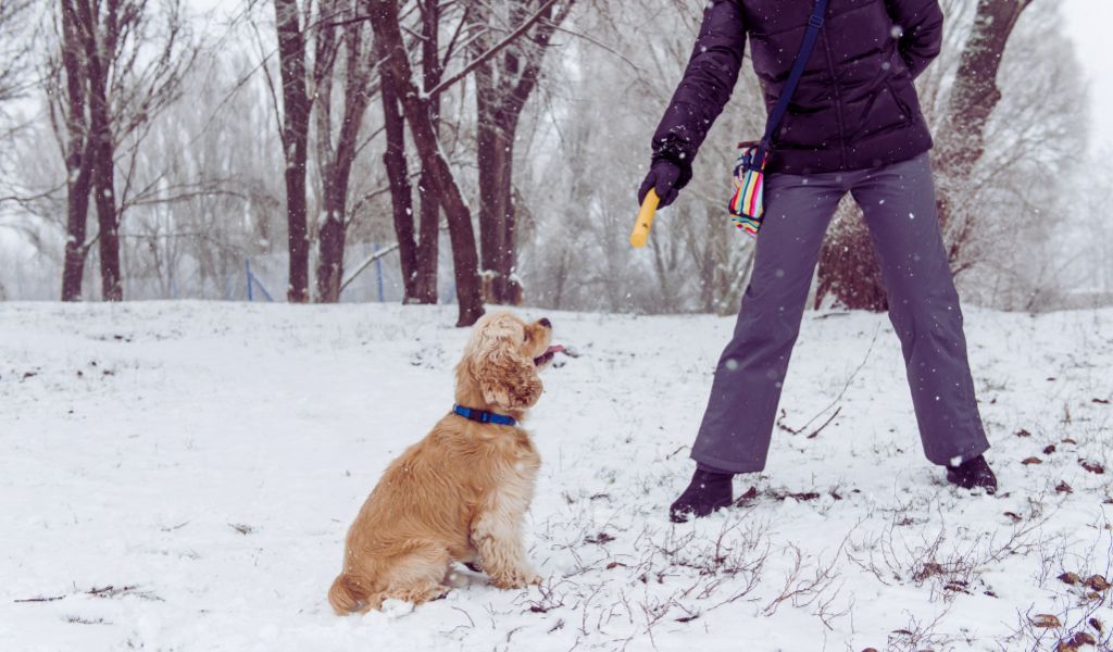 when to start training a cocker spaniel