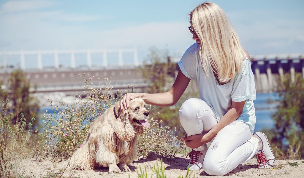 Where do Cocker spaniels like to be stroked: A complete guide