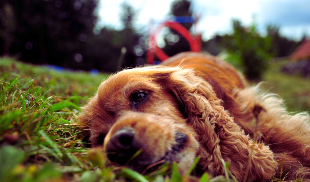 where to stroke a spaniel