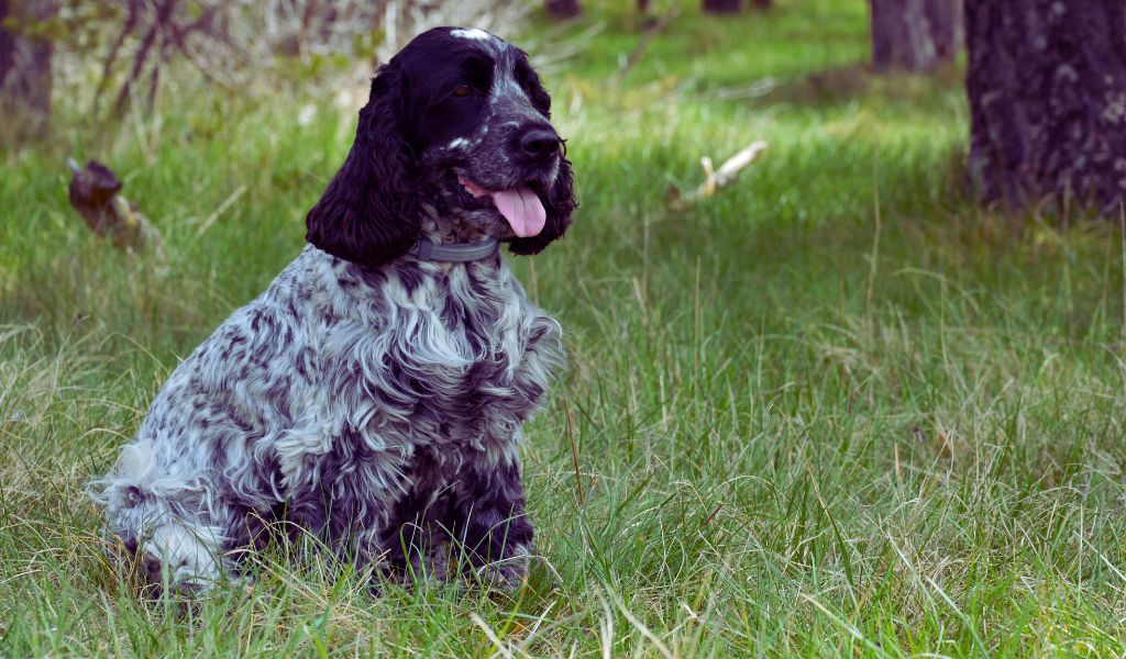 why do cocker spaniels always follow you everywhere