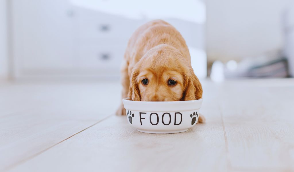 Is wet or dry food better for Cocker spaniels