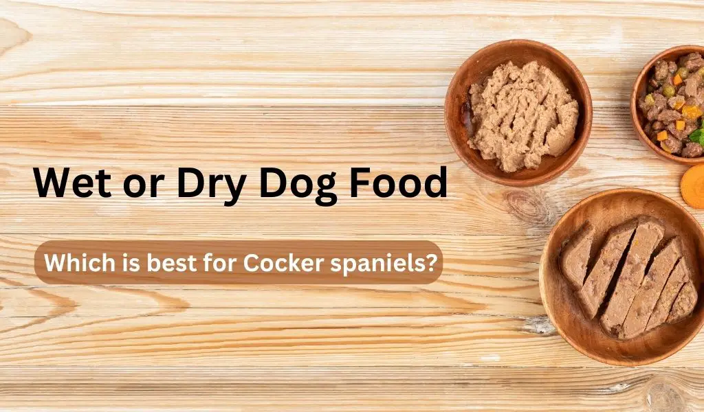 Is wet or dry food better for Cocker spaniels?