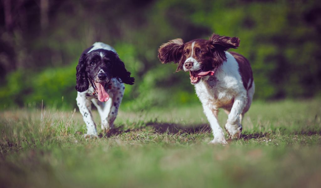 Are English Springer spaniels easy to train?