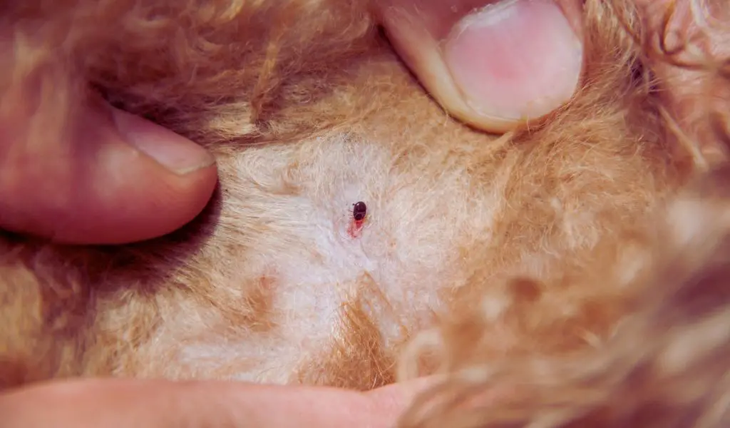 flea on dog skin