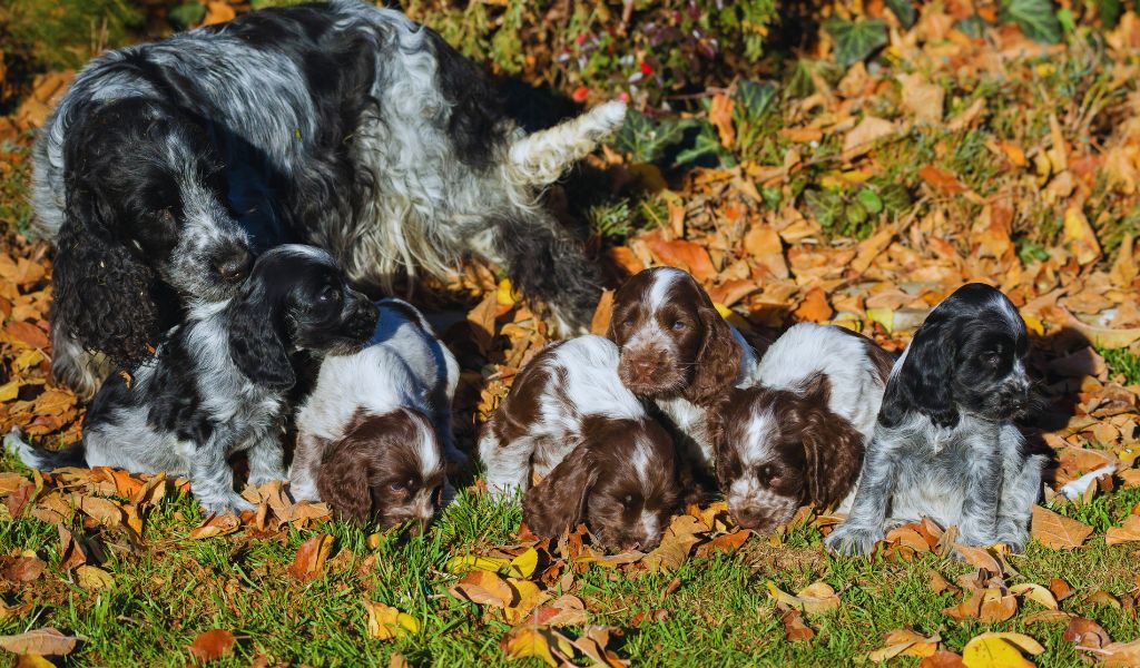 How Much Should You Feed Cocker Spaniel Puppies