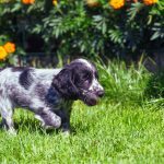 How Much Should You Feed a Cocker Spaniel Puppy?
