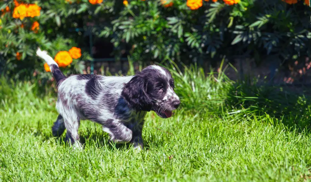 How Much Should You Feed a Cocker Spaniel Puppy