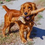 Can a working Cocker spaniel live in a small house?
