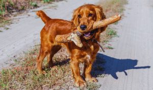can a working cocker spaniel live in a small house