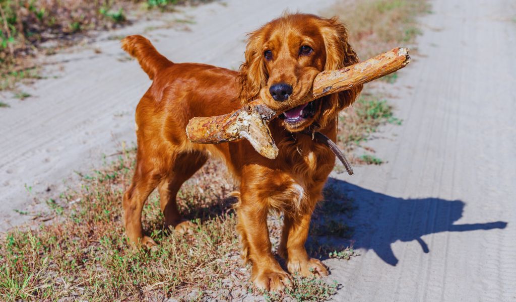 Can a working Cocker spaniel live in a small house?