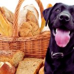 Help! My Dog Ate a Whole Loaf of Bread – What Should I Do?