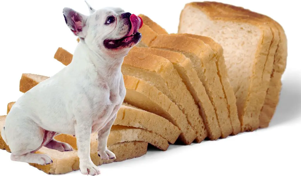 My Dog Ate a Whole Loaf of Bread