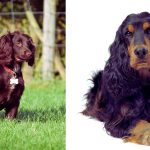 What is the difference between a working Cocker spaniel and a show Cocker spaniel?