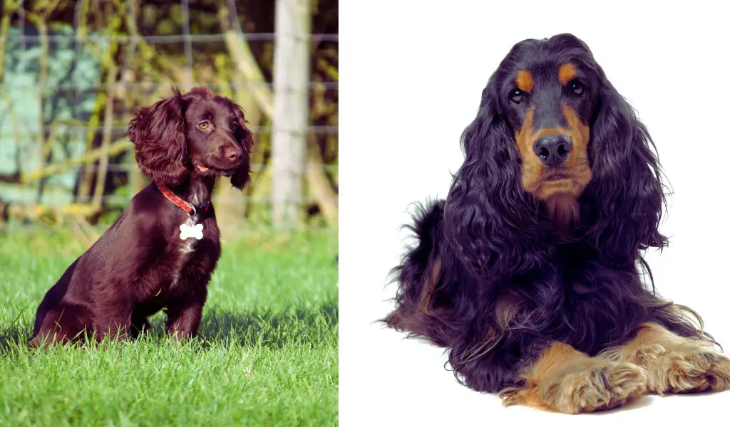 What is the difference between a working Cocker spaniel and a show Cocker spaniel?