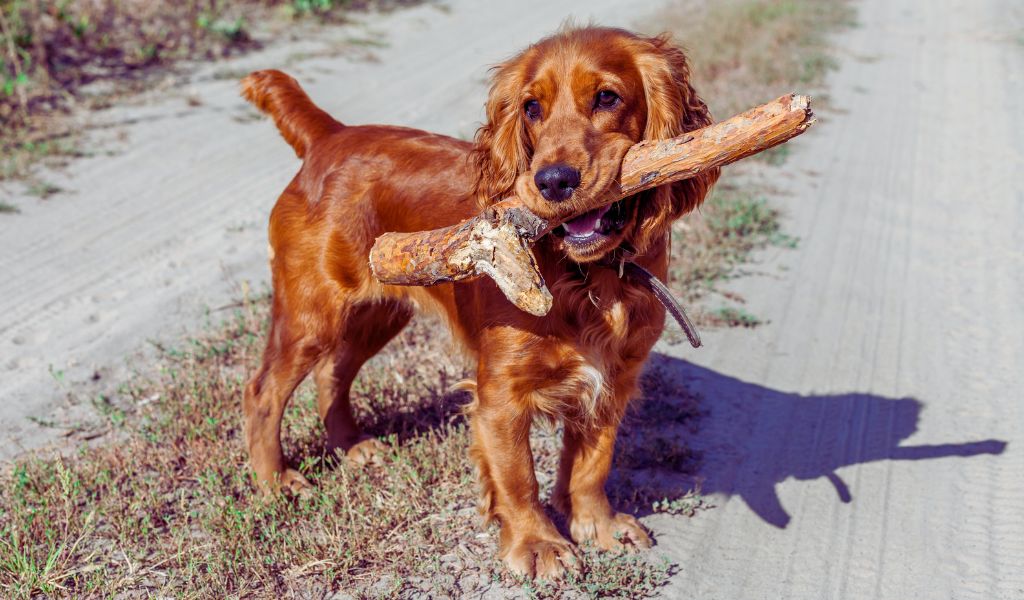 working Cocker spaniel and a show Cocker spaniel