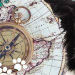 Can Dogs Find Their Way Home? Understanding Canine Navigation Abilities
