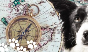 how can dogs find their way home