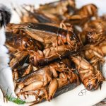 Is Insect-Based Food Good for Dogs?