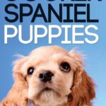 The Quick Guide to Cocker Spaniel Puppies