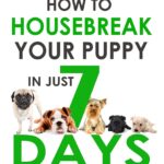 Puppy Training: How to Housebreak Your Puppy in Just 7 Days! (puppy training, dog training, puppy house breaking, puppy housetraining, house training a puppy)