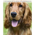 The Cocker Spaniel: A Vet’s Guide on How to Care for your Cocker Spaniel Dog