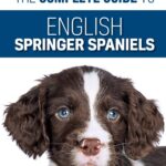 The Complete Guide to English Springer Spaniels: Learn the Basics of Training, Nutrition, Recall, Hunting, Grooming, Health Care and more
