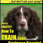 English Springer Spaniel…