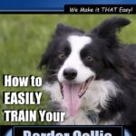 Border Collie Training…