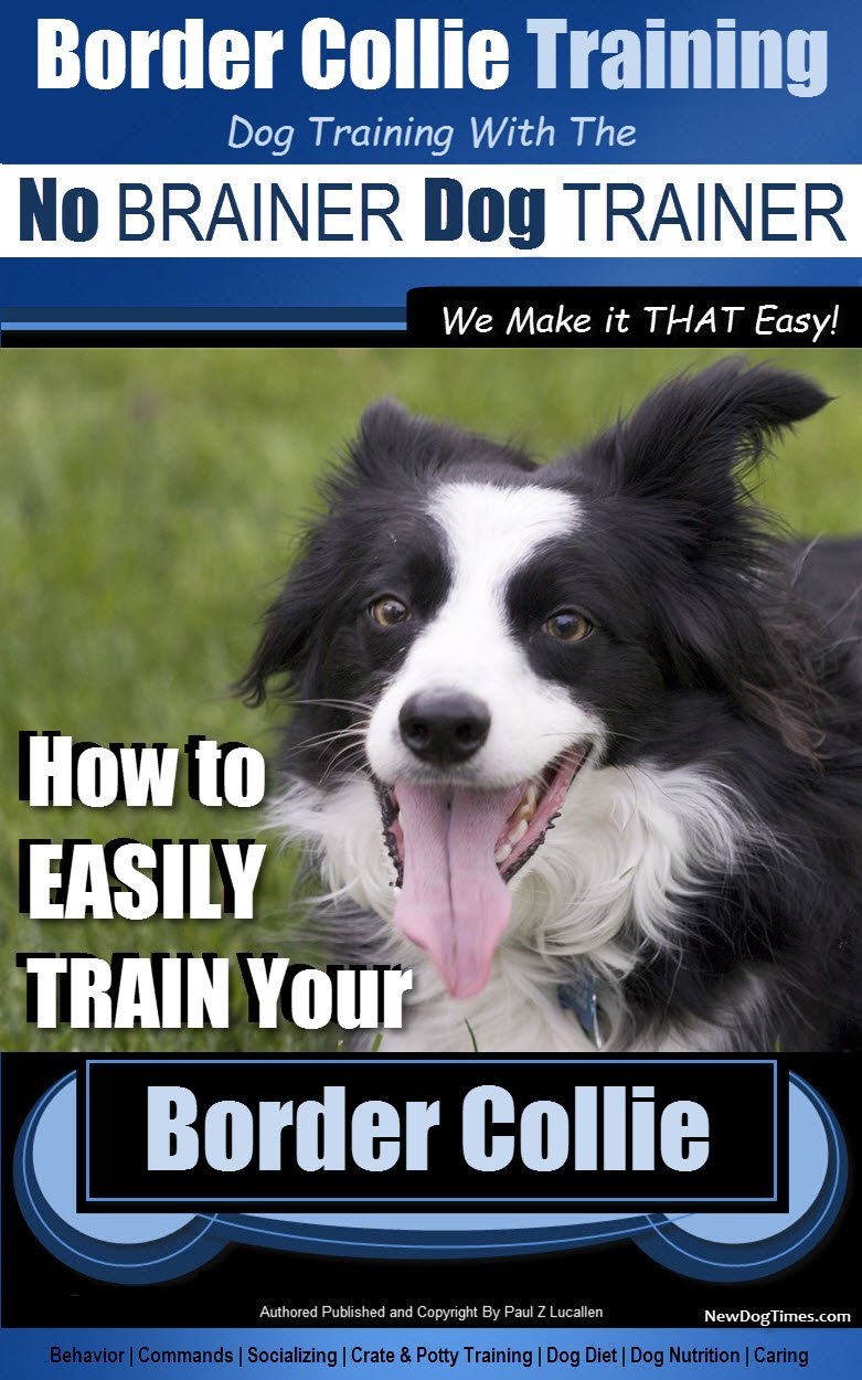 spaniel training books