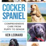 Cocker Spaniel:…