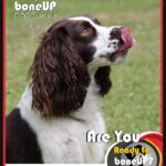 English Springer Spaniel Training Book for Dogs & Puppies By BoneUP DOG Training: Are You Ready to Bone Up? Easy Training * Fast Results, English Springer Spaniel Training
