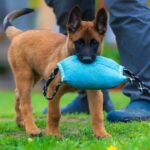 ‘I’m a dog trainer and I’d never recommend five breeds for first-time owners’