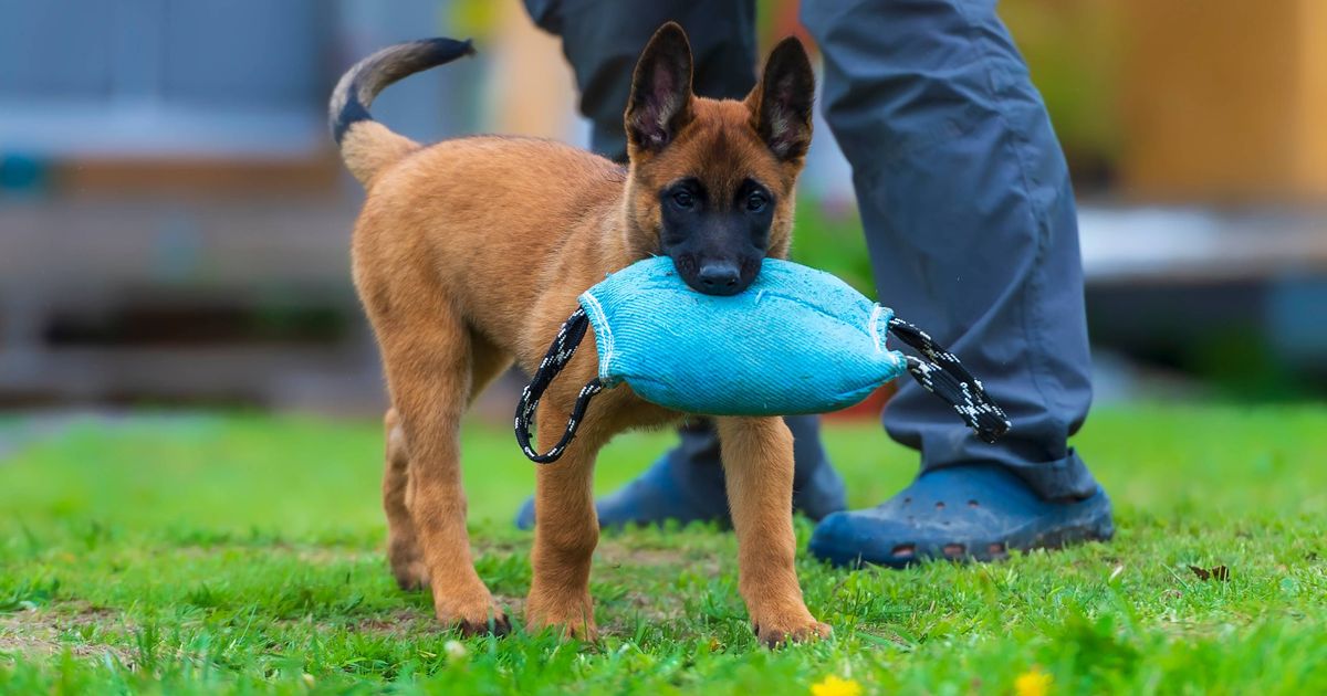 'I'm a dog trainer and I'd never recommend five breeds for first-time owners' 2 'I'm a dog trainer and I'd never recommend five breeds for first-time owners'