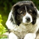 Dog trainer warns 3 breeds are ‘worst’ for families — ‘they bite children’