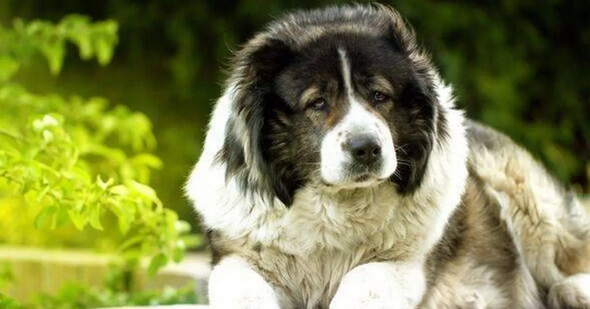 Dog trainer warns 3 breeds are 'worst' for families — 'they bite children'