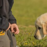 5 dog breeds ‘perfect’ for families – and it’s not Labs or golden retrievers