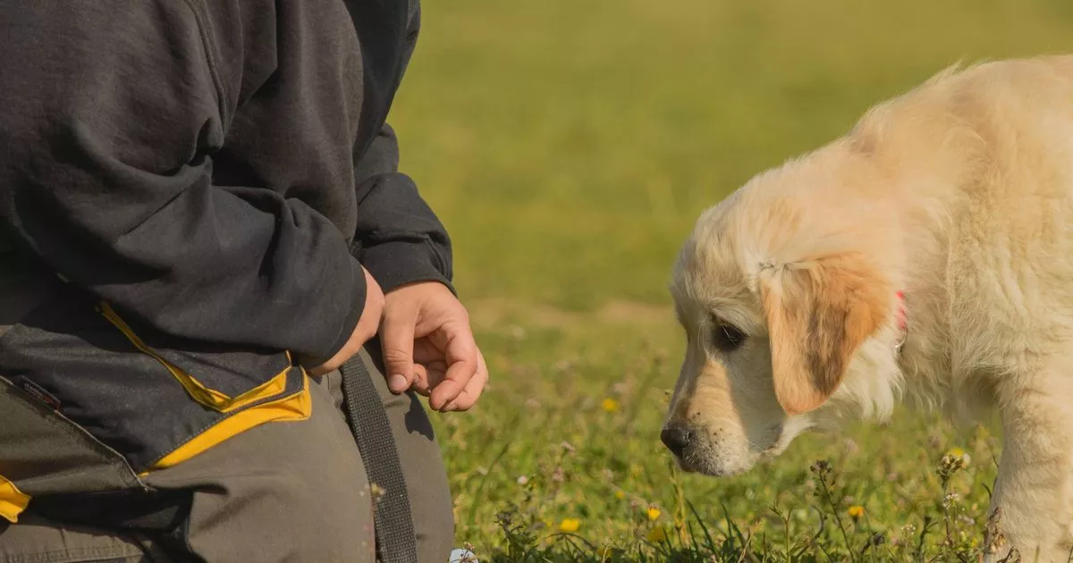 5 dog breeds 'perfect' for families – and it's not Labs or golden retrievers 2 5 dog breeds 'perfect' for families – and it's not Labs or golden retrievers