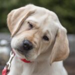 Dog trainer warns ‘don’t waste time and energy’ with common puppy mistake