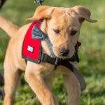 Dog owners ‘waste energy’ with training mistake expert sees ‘all the time’